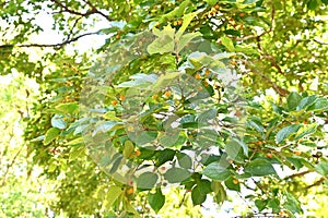 Chinese hackberry tree and fruits.