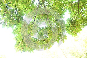 Chinese hackberry tree and fruits.