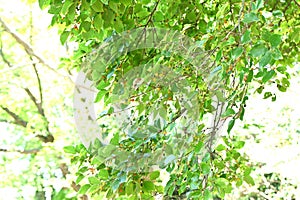 Chinese hackberry tree and fruits.