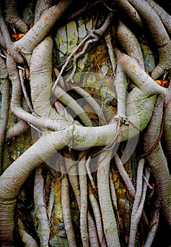 Chinese hackberry tree roots