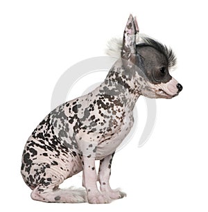 Chinese hairless crested dog