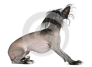 Chinese hairless crested dog