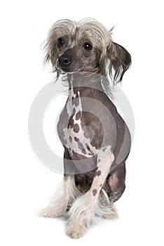 Chinese hairless crested dog, 2 years old