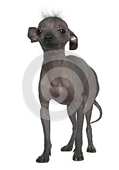 Chinese hairless crested dog, 5 years old