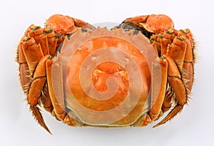 Chinese hairy crab