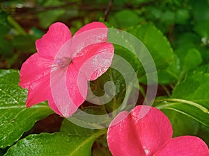 Chinese henna flowers