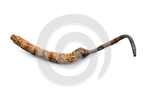 Chinese herb cordyceps sinensis. Isolated on white background.