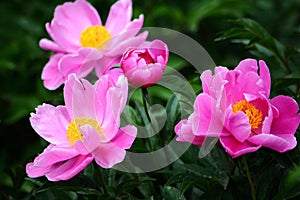 Chinese herbaceous peony