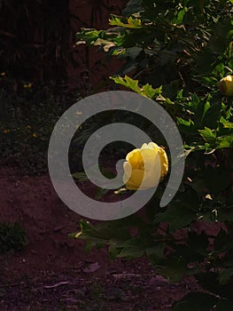 Chinese herbaceous peony