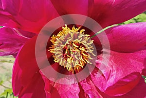 Chinese herbaceous peony