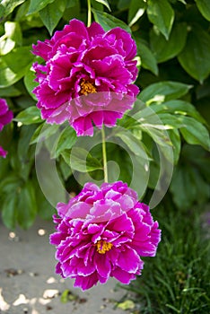 Chinese herbaceous peony