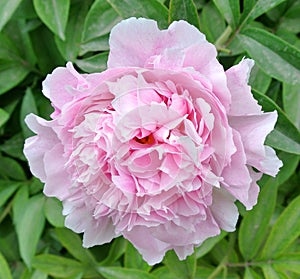 Chinese herbaceous Peony flower-Paeonia lactiflora