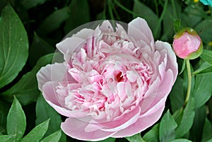 Chinese herbaceous Peony flower-Paeonia lactiflora