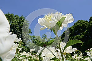 Chinese herbaceous peony flowers