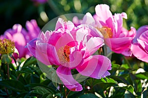 The Chinese herbaceous peony flowers in blooming