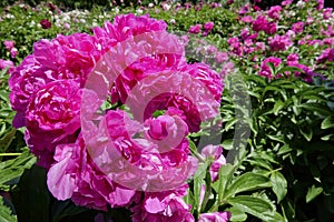 Chinese herbaceous peony flowers