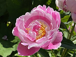 Chinese herbaceous peony / Paeonia lactiflora / Common garden peony, Milchweisse Pfingstrose, Chinesische Pfingstrose photo