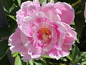 Chinese herbaceous peony / Paeonia lactiflora / Common garden peony, Milchweisse Pfingstrose, Chinesische Pfingstrose photo