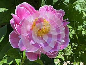 Chinese herbaceous peony / Paeonia lactiflora / Common garden peony, Milchweisse Pfingstrose, Chinesische Pfingstrose photo