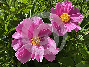 Chinese herbaceous peony Paeonia lactiflora, Common garden peony, Milchweisse Pfingstrose, Chinesische Pfingstrose photo