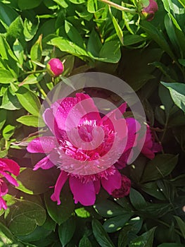 Chinese herbaceous peony photo