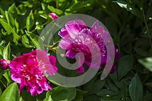 Chinese herbaceous peony photo