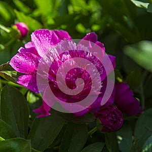 Chinese herbaceous peony photo