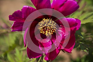 Chinese herbaceous peony photo