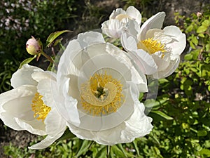 Chinese herbaceous peony `White Wings` Paeonia lactiflora f. pilosella Nakai, Common garden peony, Milchweisse Pfingstrose photo