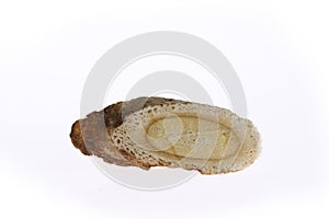 Chinese herbal medicine astragalus membranaceus on a white backg