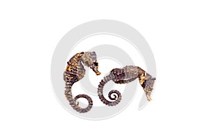 Chinese herbal medicine hippocampal photo
