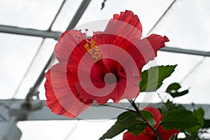 Chinese Hibiscus `Brillant`