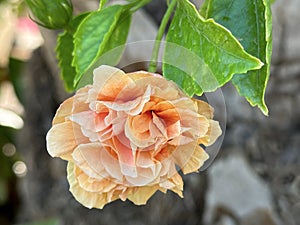 Chinese hibiscus, China rose or Hawaiian hibiscus Flower closeup (lat.- Hibiscus rosa-sinensis