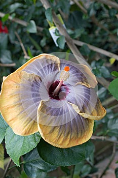 Chinese Hibiscus `Fifth Dimension`