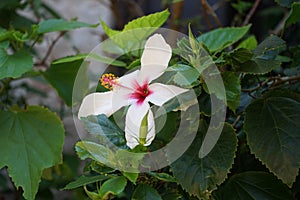 Chinese hibiscus flower in Rhodes city. Hibiscus rosa-sinensis  is a species of tropical hibiscus, a flowering plant. Rhodes