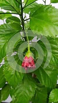 Chinese Hibiscus green Plant and Red Knop at West Bengal September 2021