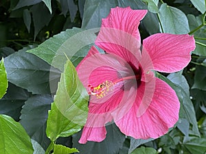 Chinese hibiscus Hibiscus rosa-sinensis L., China rose, Hawaiian hibiscus, Rose mallow or Shoeblackplant photo