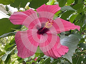 Chinese hibiscus Hibiscus rosa-sinensis L., China rose, Hawaiian hibiscus, Rose mallow or Shoeblackplant photo