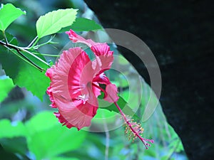 Chinese hibiscus Hibiscus rosa-sinensis L., China rose, Hawaiian hibiscus, Rose mallow, Shoeblackplant - Zoo ZÃÂ¼rich photo