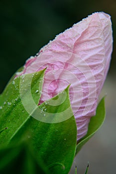 Chinese Hibiscus, Rose-of-China rosa-sinensis, pink bud macro vertical