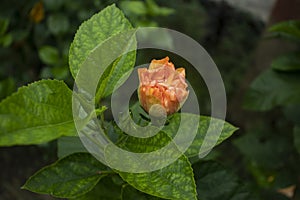 Chinese hibiscus or Shoeblackplant Hawaiian hibiscus rose