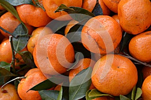 Chinese honey orange.Close up of Citrus details.
