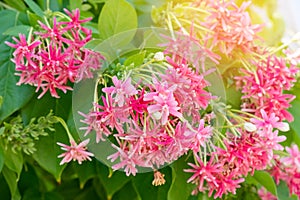 Chinese honey Suckle, colorful red pink tin