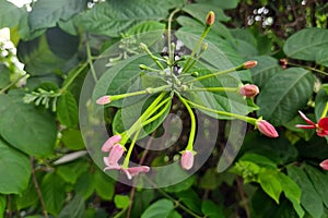 Chinese Honeysuckle flowers with green leaves in the garden. Ayurvedic, and Herbal treatments are raw medicinal herbs medicine.