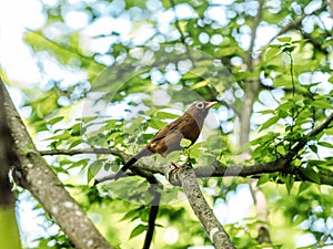 Chinese hwamei or melodious laughingthrush (Garrulax canorus). Fujisawa, Japan.