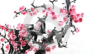 Chinese ink painting of flowers, plum blossom, on white background.