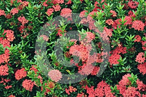 Chinese Ixora flower