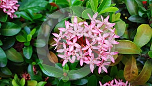 Chinese ixora flowers with their green leav photo