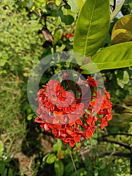 A Chinese ixora Plant