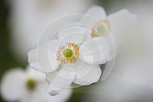 Chinese or Japanese anemones, thimbleweed, or windflower